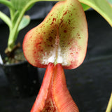 Nepenthes truncata x ephippiata