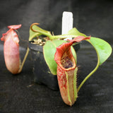 Nepenthes maxima x veitchii HL