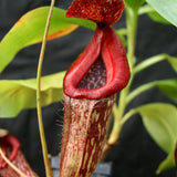 Nepenthes Rokko "Exotica" x boschiana - Exact Plant 05/14/23