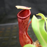 Nepenthes ventricosa (JB x MT), CAR-0254