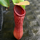 Nepenthes ventricosa (JB x MT), CAR-0254