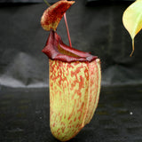 Nepenthes sibuyanensis x tiveyi