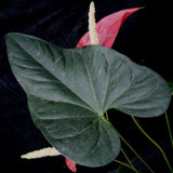 Anthurium Red Beauty, CAR-0256