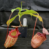 Nepenthes sibuyanensis x tiveyi