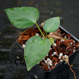 Anthurium Red Beauty, CAR-0256