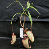 Nepenthes sibuyanensis x tiveyi