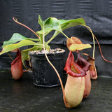 Nepenthes sibuyanensis x robcantleyi, BE-3713