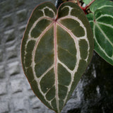 Anthurium Doc Block - F2