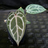 Anthurium Doc Block - F2