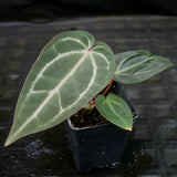 Anthurium Doc Block - F2