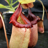 Nepenthes sibuyanensis x robcantleyi, BE-3713