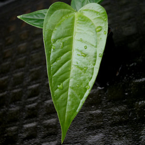 Anthurium acebeyae x veitchii, CAR-0255