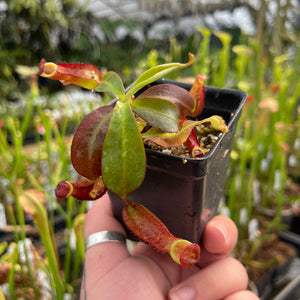 Nepenthes kampotiana x veitchii 'Pink Candy Cane', CAR-0437