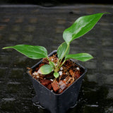 Anthurium acebeyae x veitchii, CAR-0255