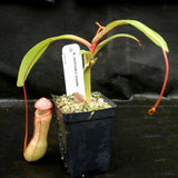 Nepenthes ventricosa x clipeata