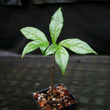 Amorphophallus lambii