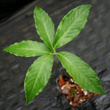 Amorphophallus prainii