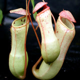 Nepenthes ventricosa x clipeata