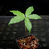 Amorphophallus prainii