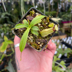 Nepenthes ventricosa 'Denver" x Hamata 'Shafer', CAR-0438