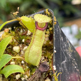 Nepenthes ventricosa 'Denver" x Hamata 'Shafer', CAR-0438