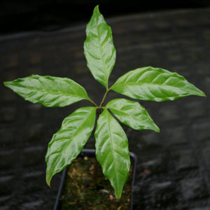 Amorphophallus plicatus