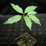 Amorphophallus plicatus