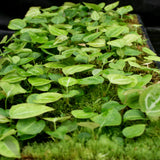 Anthurium crystallinum