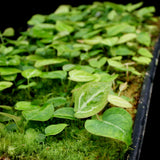 Anthurium crystallinum