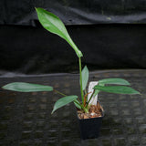 Philodendron joepii