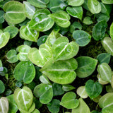 Anthurium crystallinum