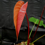 Philodendron lynamii