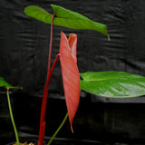 Philodendron lynamii