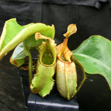 Nepenthes veitchii Bareo, BE-3734