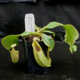 Nepenthes veitchii Bareo, BE-3734