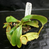 Nepenthes veitchii Bareo, BE-3734