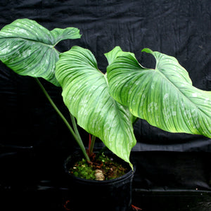 Philodendron plowmanii