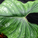 Philodendron plowmanii