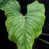 Philodendron plowmanii