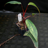 Philodendron Strawberry Shake - Exact Plant