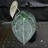 Anthurium forgetii (silver)