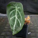 Anthurium forgetii (silver)