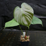 Philodendron lynamii