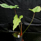 Philodendron plowmanii