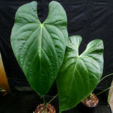 Anthurium sp. 8