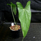 Anthurium sp. 8