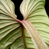 Philodendron plowmanii