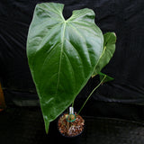 Anthurium sp. 8