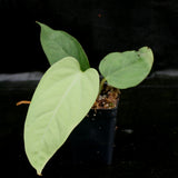 Anthurium pulcachense