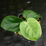 Anthurium pulcachense